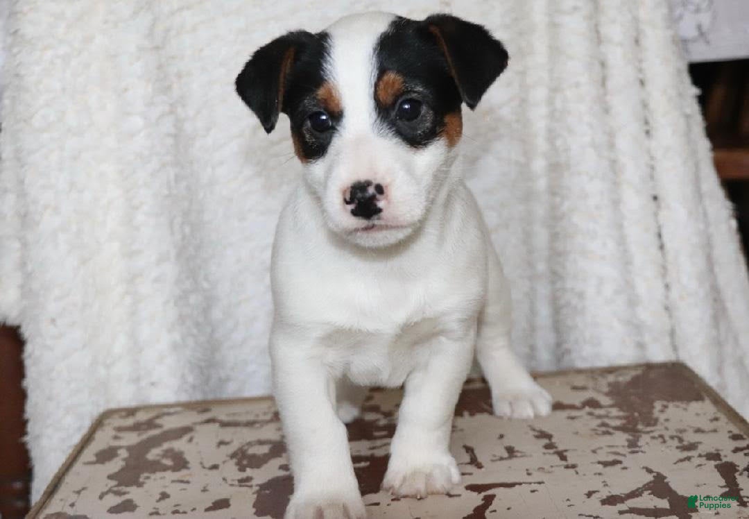 Jack Russell Terrier dogs for sale: Santa - Ad 4
