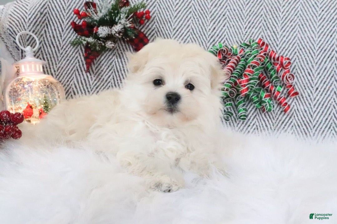 Pomapoo dogs for sale: Buddy - Ad 2