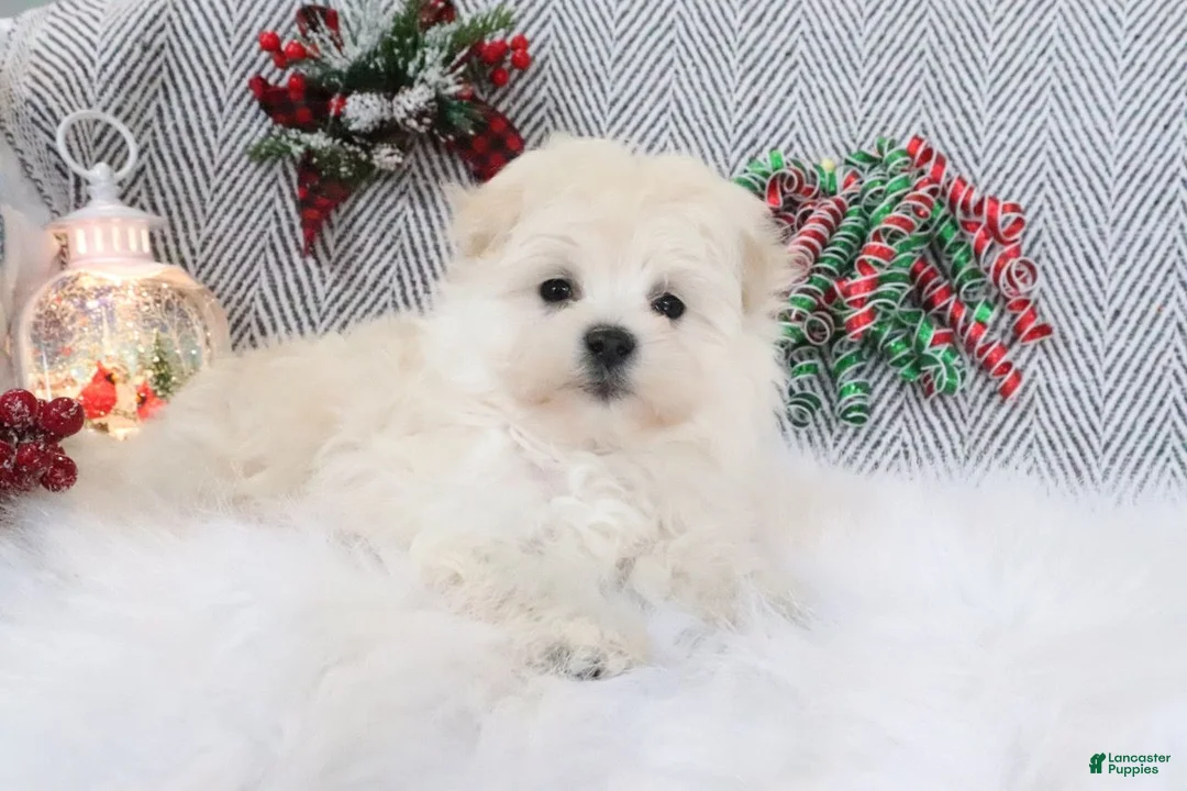 Pomapoo dogs for sale: Buddy - Ad 2