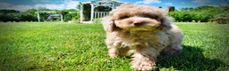 Havapoo dogs for sale: Gorgeous - Ad 16