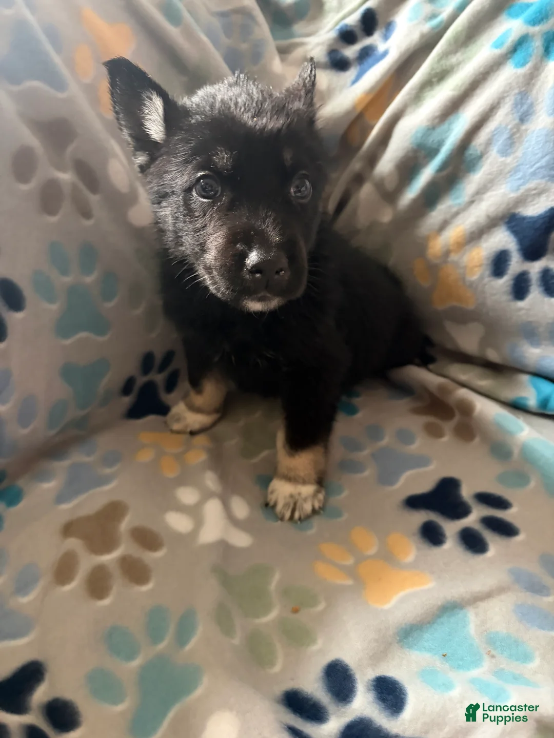 Gerberian Shepsky dogs for sale: Ducati - Ad 2