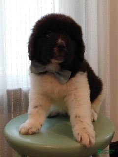 Newfoundland dogs Mr. Isaiah - Ad 26