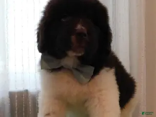 Newfoundland dogs Mr. Isaiah - Ad 26