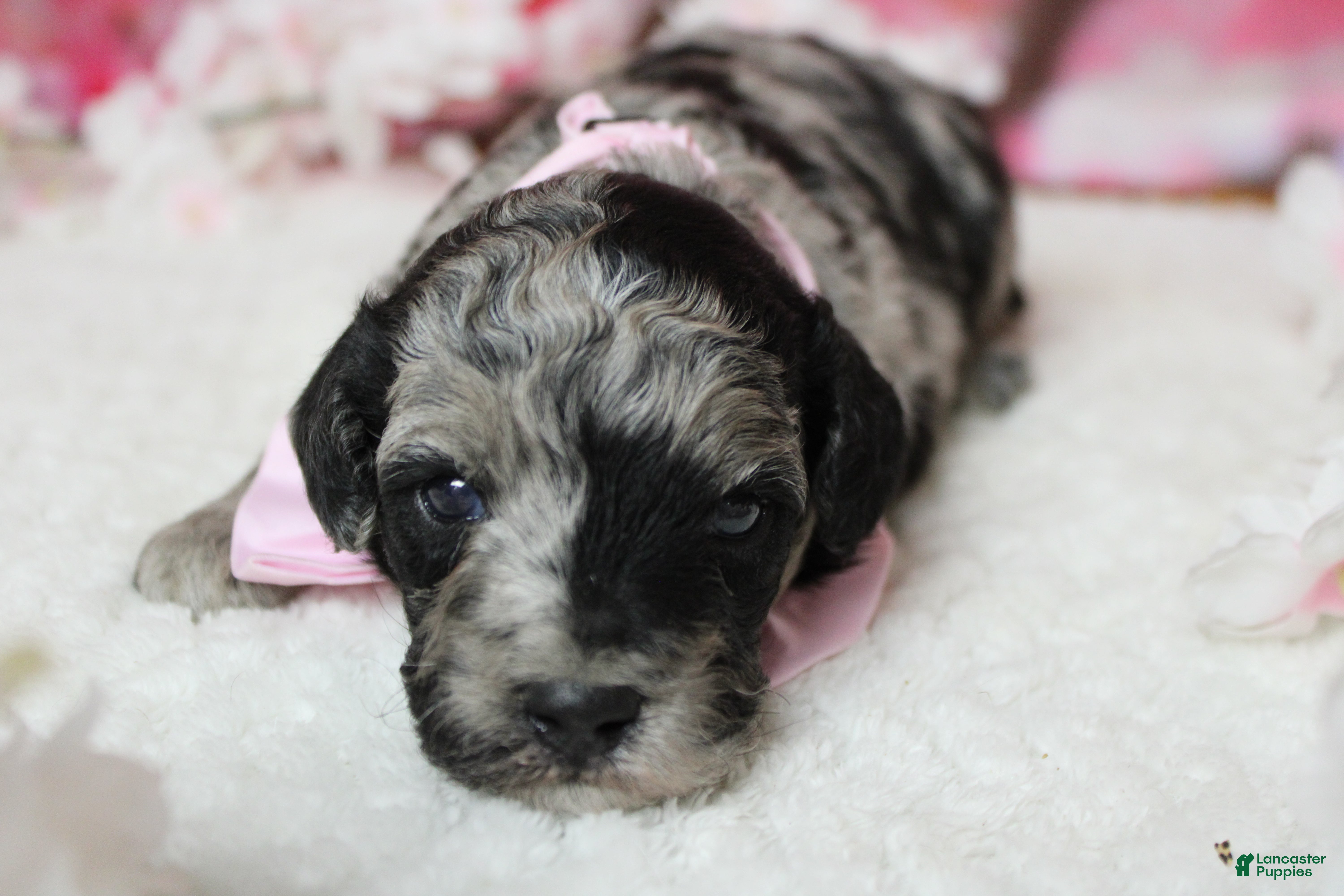 Aussiedoodle dogs Spot  - Ad 1