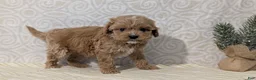 Cavapoo dogs for sale: Cash - Ad 8