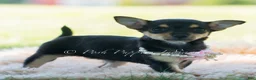 Chihuahua dogs for sale: Permedia - Ad 4