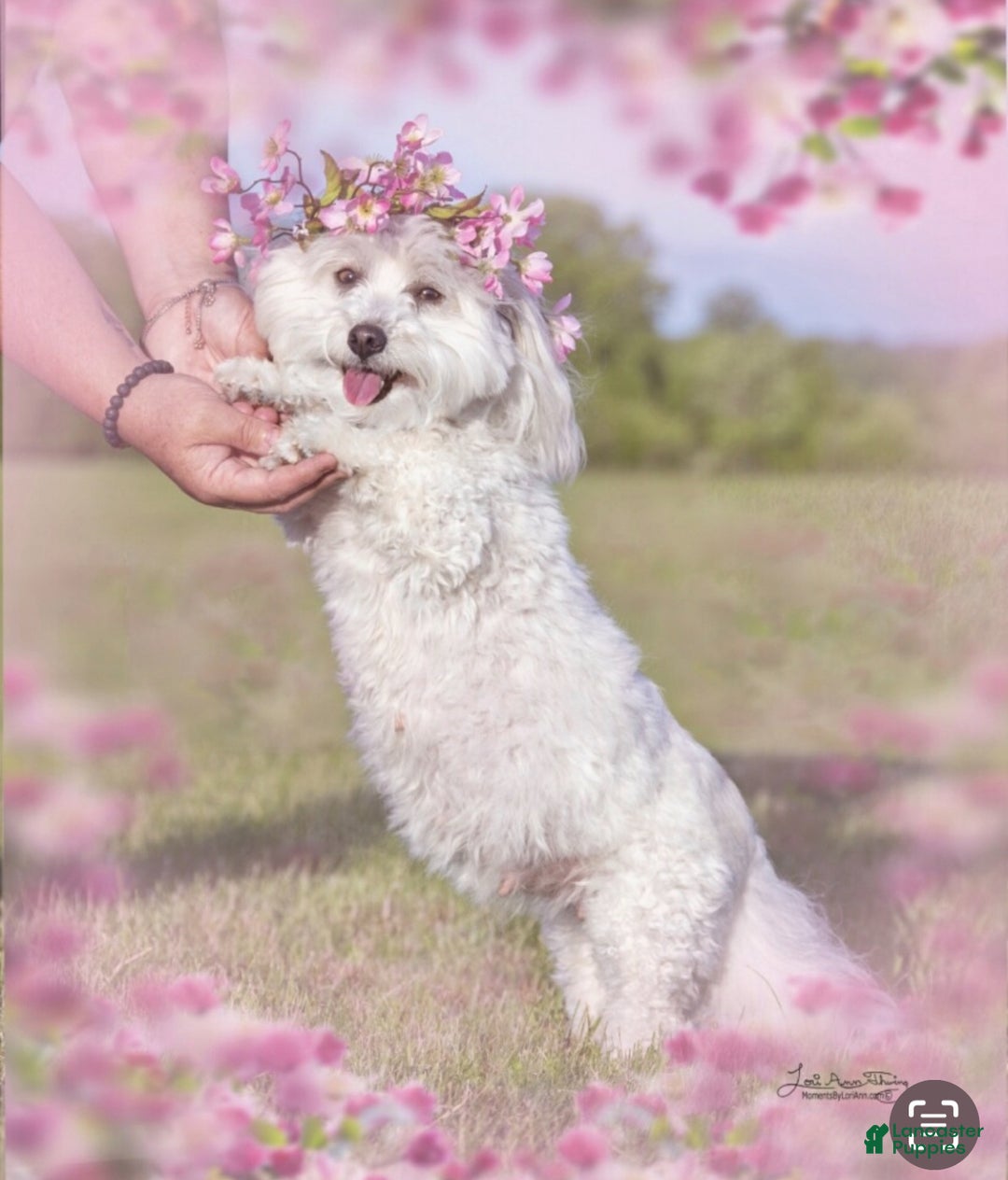 Coton De Tulear dogs for sale: Coton De Tulear Puppy 2 - Ad 4