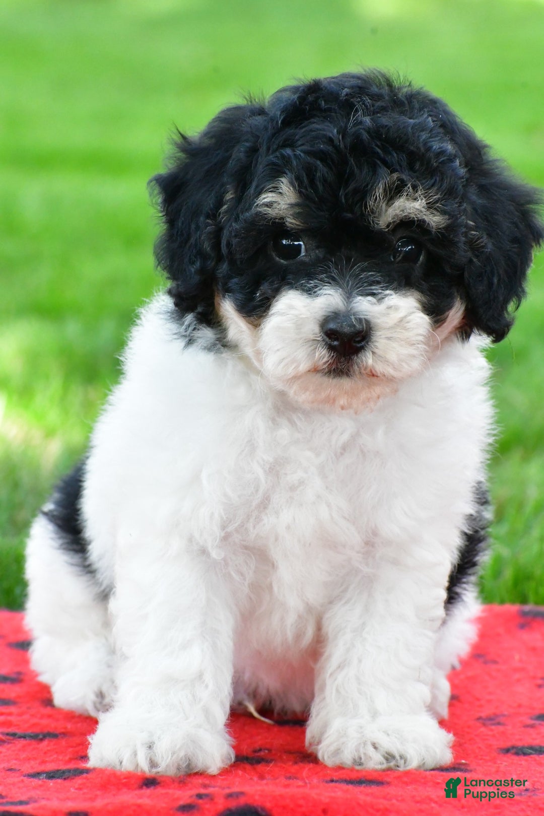 Bichpoo dogs for sale: knox - Ad 17