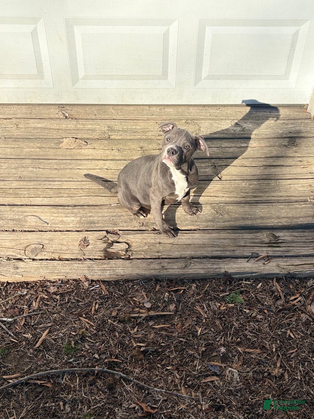 American Bully dogs for sale: Bleu - Ad 3