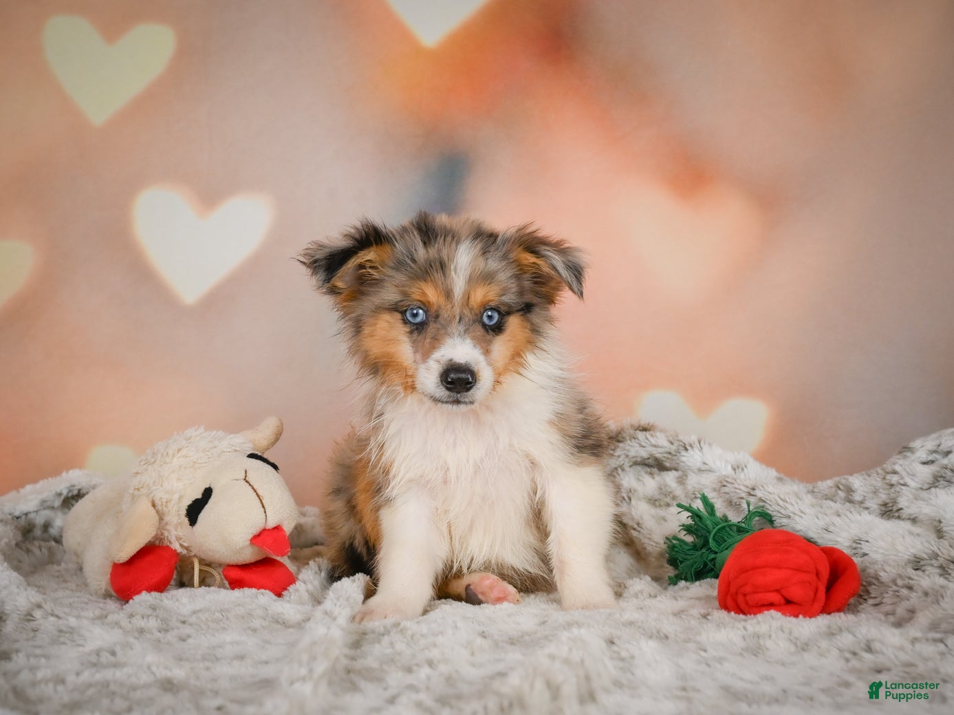 Miniature Australian Shepherd dogs Alex - Ad 2