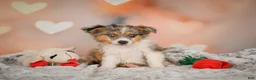 Miniature Australian Shepherd dogs for sale: Alex - Ad 2