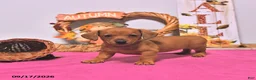 Dachshund dogs for sale: Myra - Ad 3