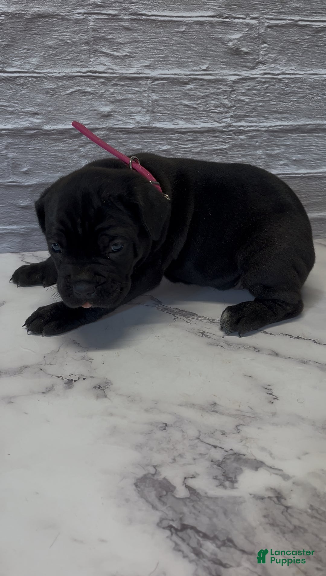 Cane Corso dogs for sale: AKC-Kimbra - Ad 3