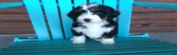 Mini Bernedoodle dogs for sale: Brenda - Ad 1