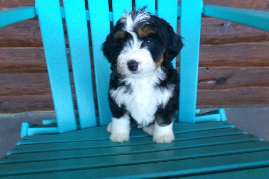 Mini Bernedoodle dogs for sale: Brenda - Ad 1