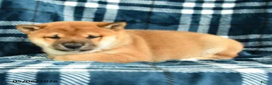 Spot