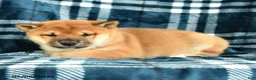 Shiba Inu dogs for sale: Spot - Ad 1