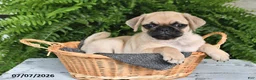 Pug dogs for sale: Emerson - Ad 3
