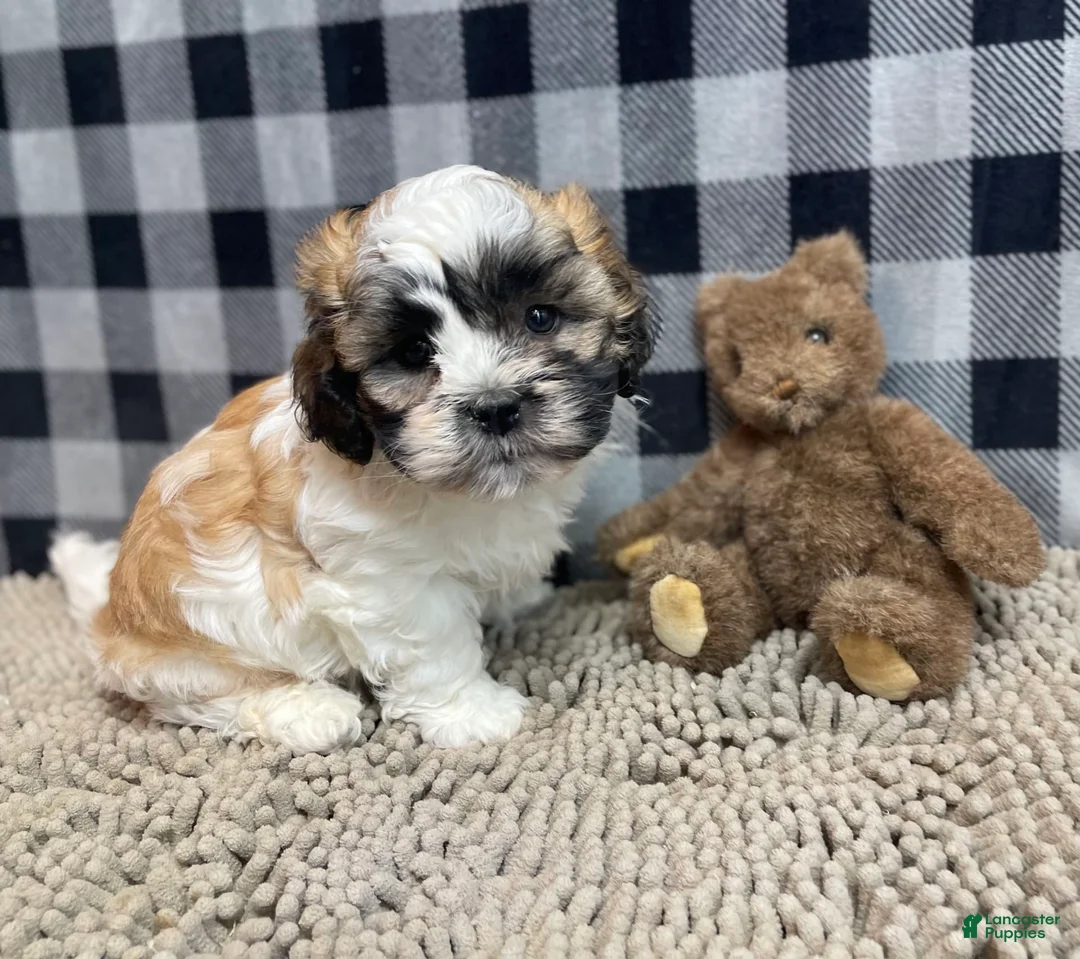 Teddy Bear dogs for sale: Adam - Ad 20