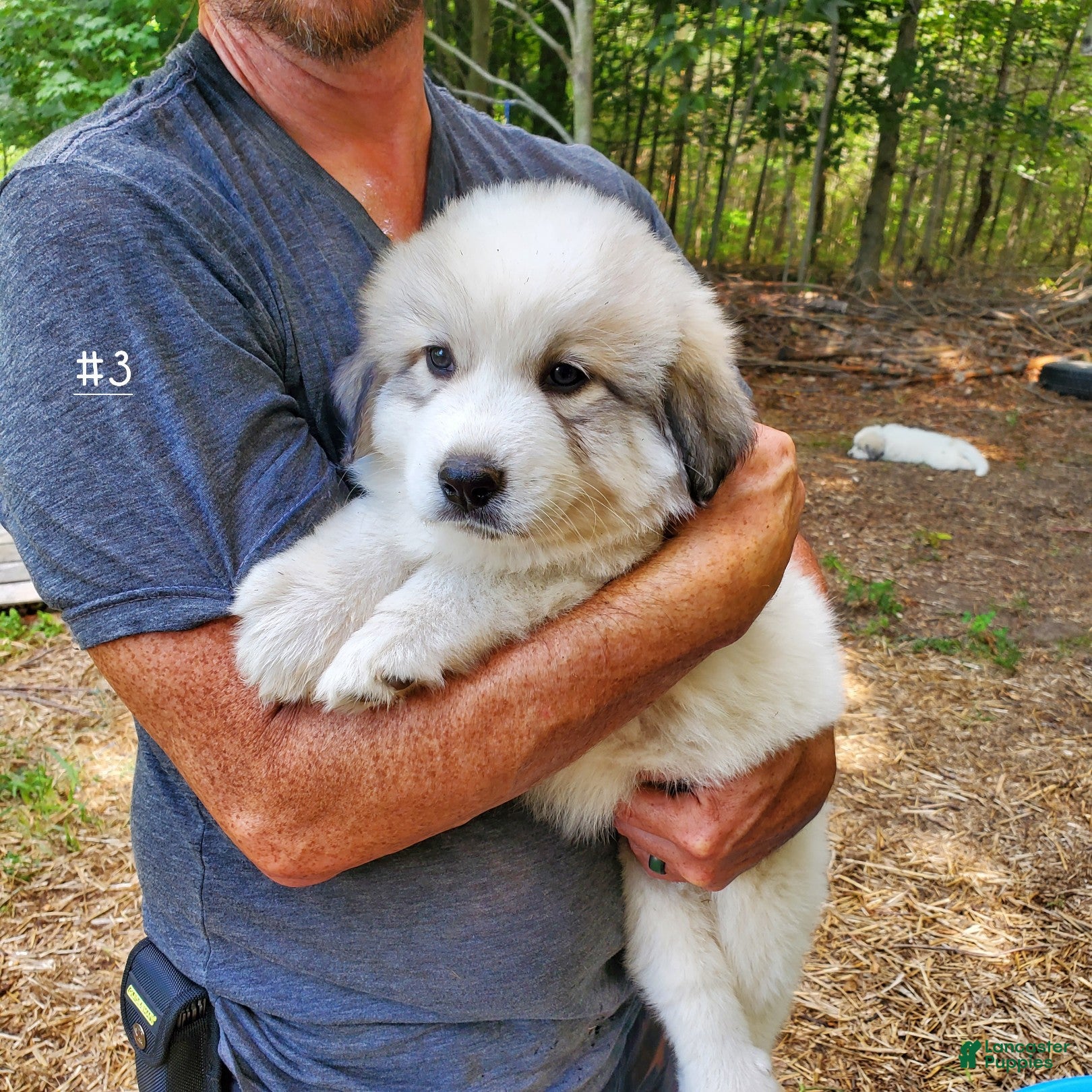 Small Great Pyrenees Miniature Great Pyrenees Doodle Puppies Great