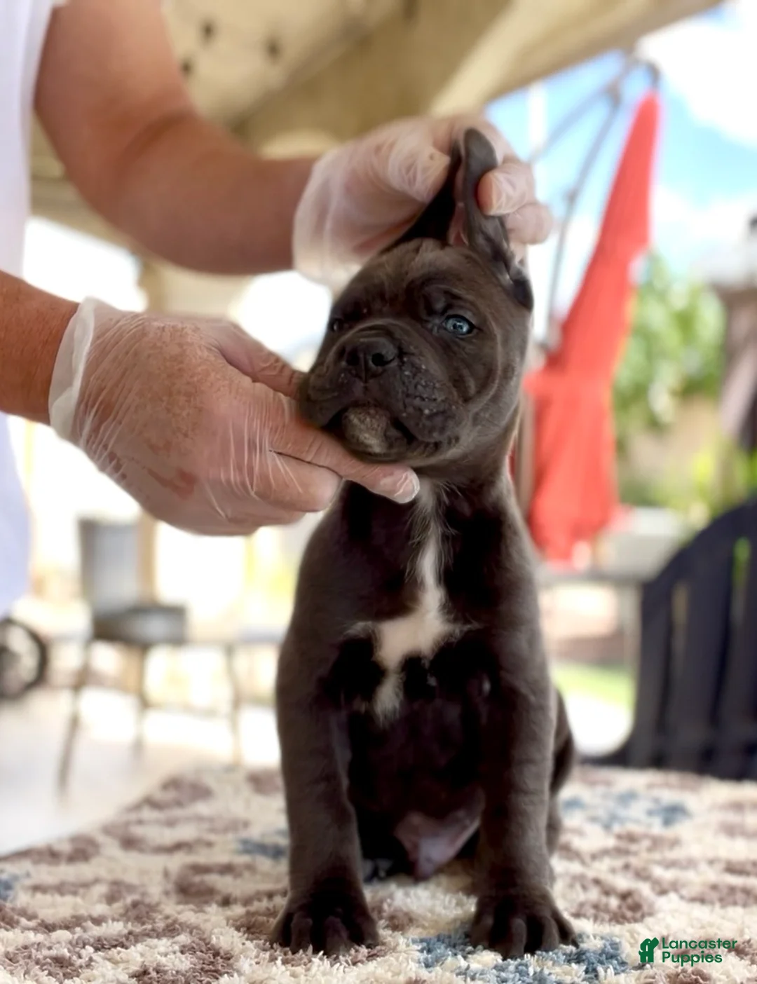 Cane Corso dogs for sale: Leon - Ad 1