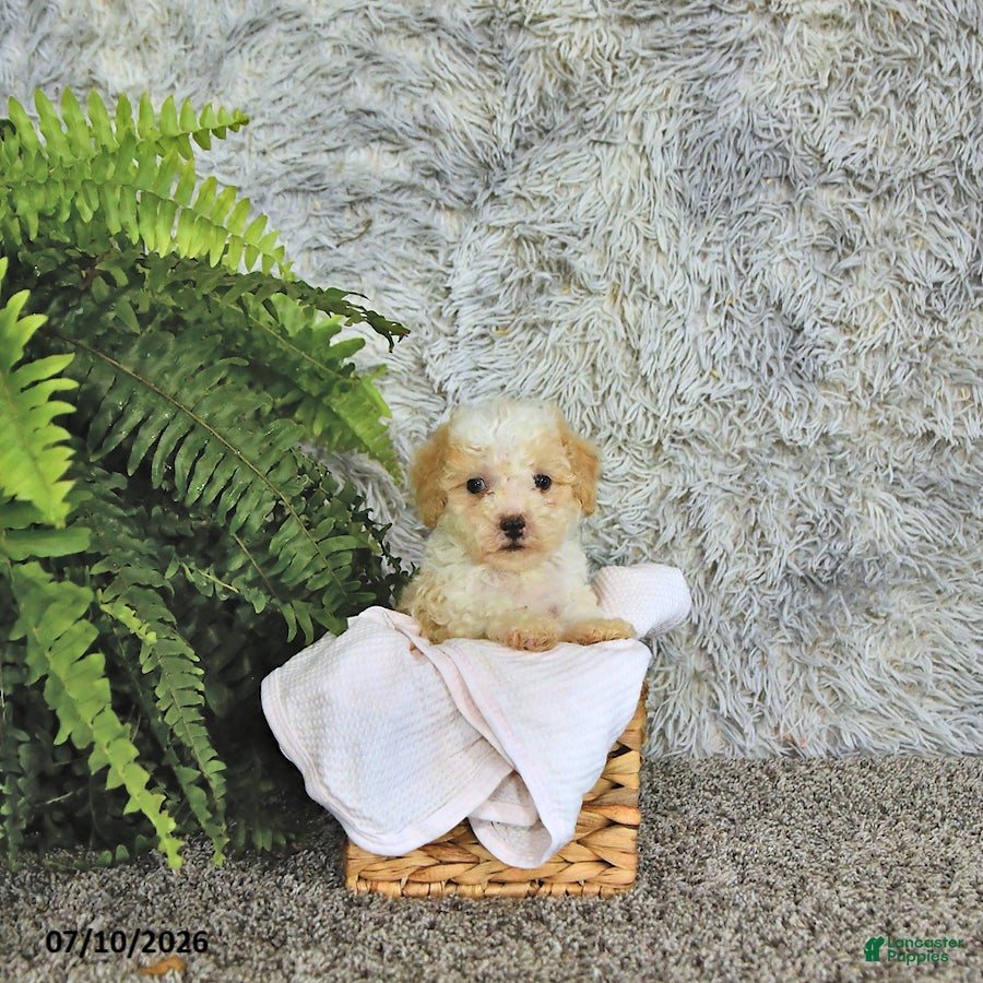 Toy Poodle dogs Benson   EXTRA SMALL - Ad 1