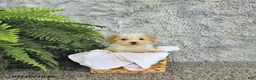 Toy Poodle dogs for sale: Benson   EXTRA SMALL - Ad 1