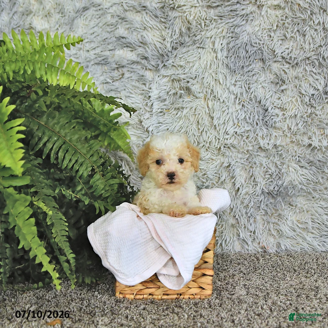 Toy Poodle dogs for sale: Benson   EXTRA SMALL - Ad 1