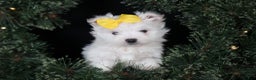 Maltese dogs for sale: ALEX - Ad 23