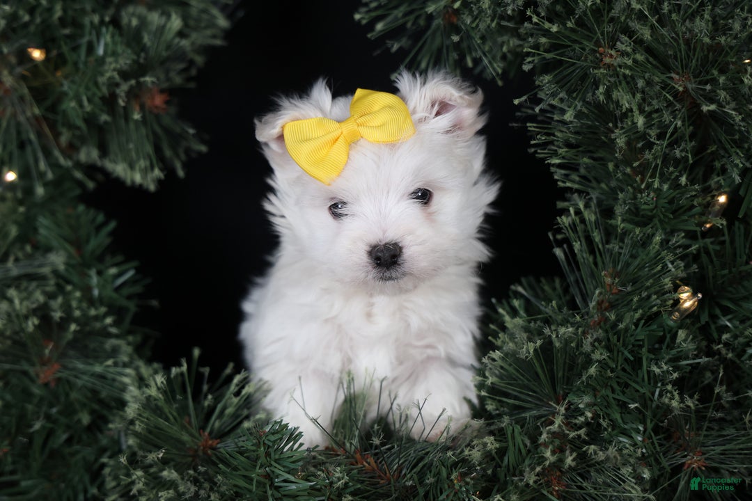 Maltese dogs for sale: ALEX - Ad 23