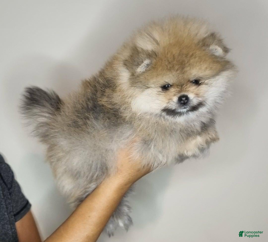 Pomeranian dogs for sale: Sofia - Ad 16