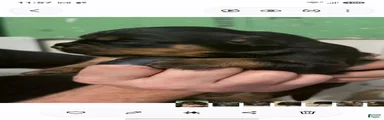 Rottweiler 6