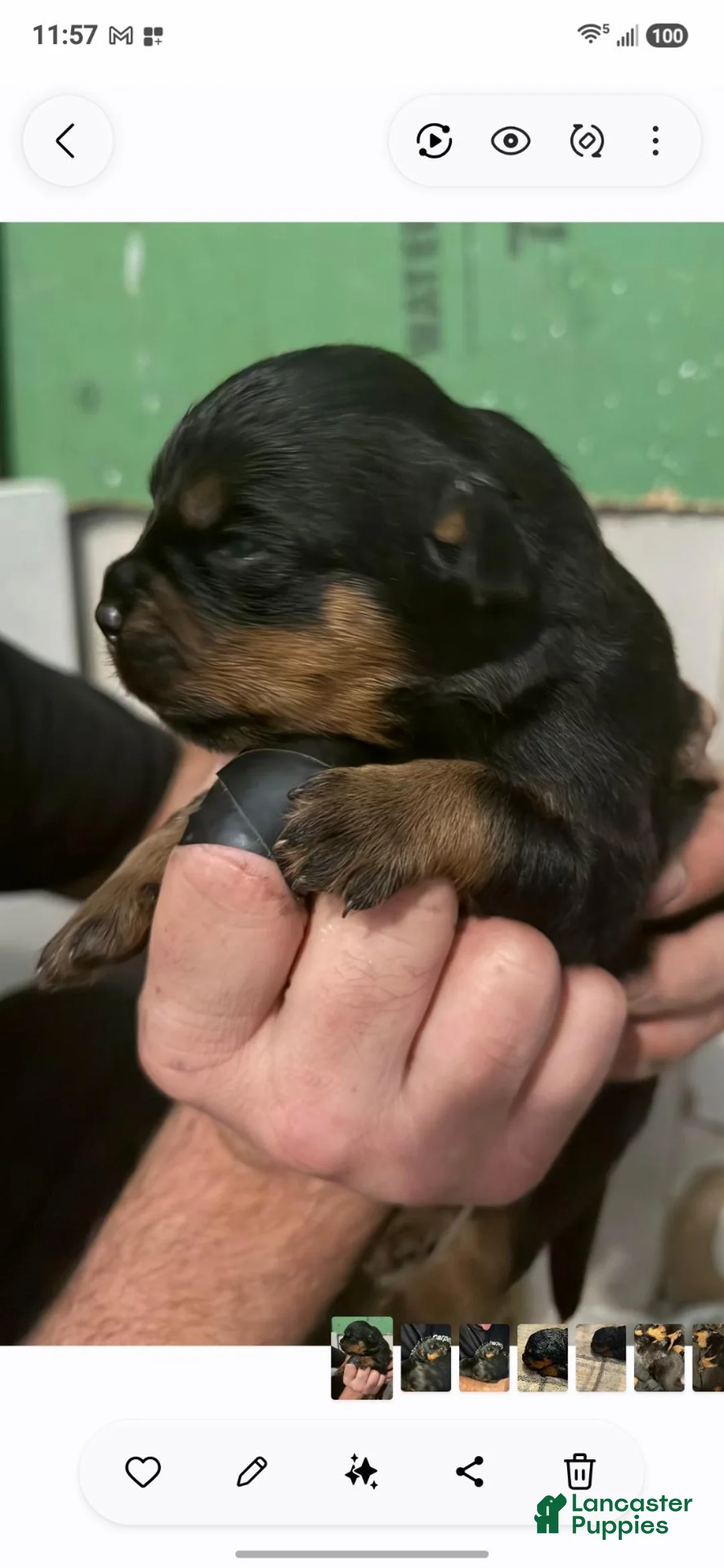 Rottweiler dogs for sale: Rottweiler 6 - Ad 1