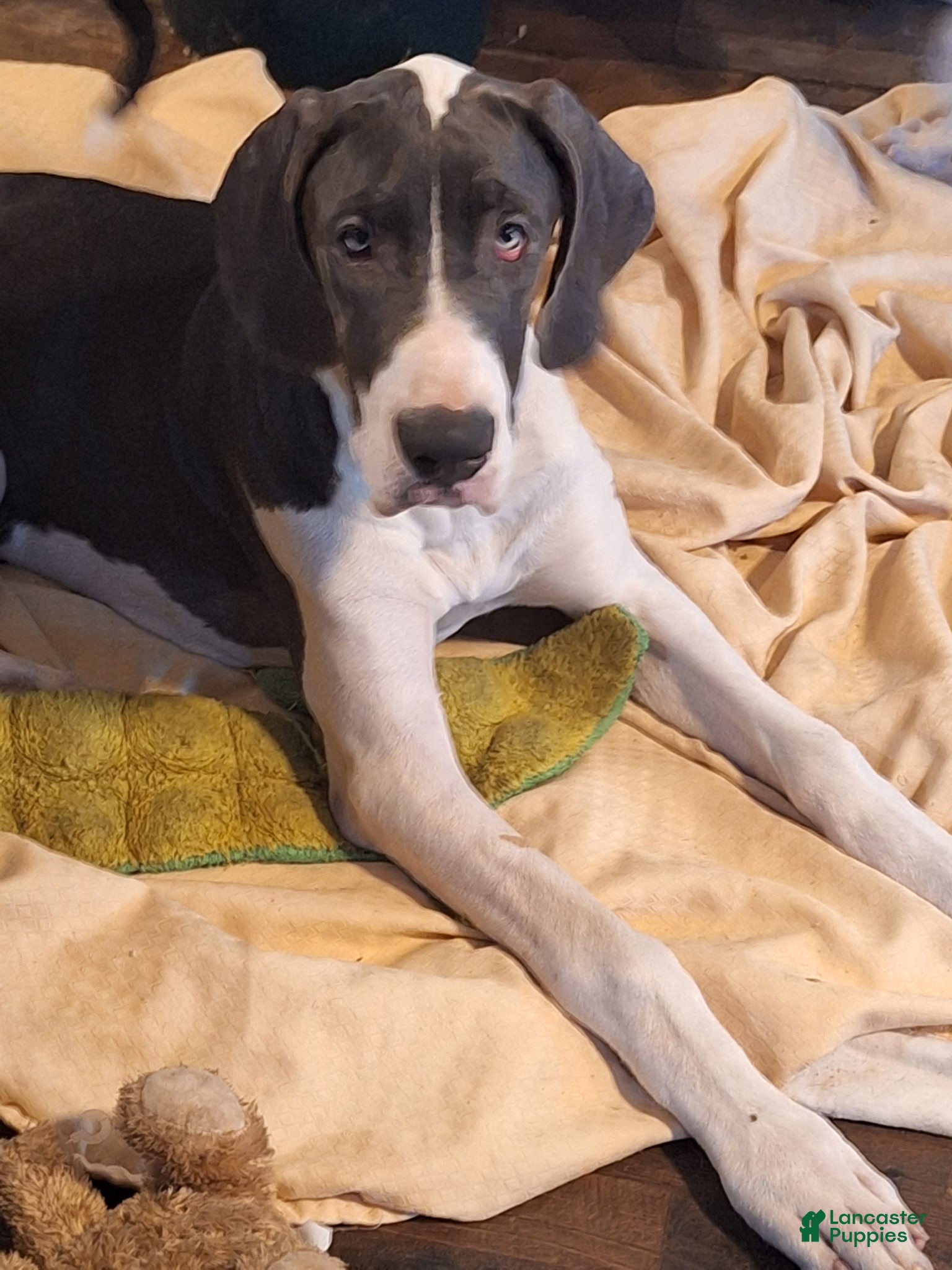 Great Dane dogs Great Dane Puppy 2 - Ad 5