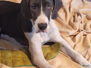 Great Dane dogs Great Dane Puppy 2 - Ad 18