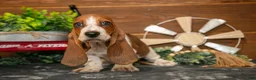 Basset Hound dogs for sale: Lily - Ad 2