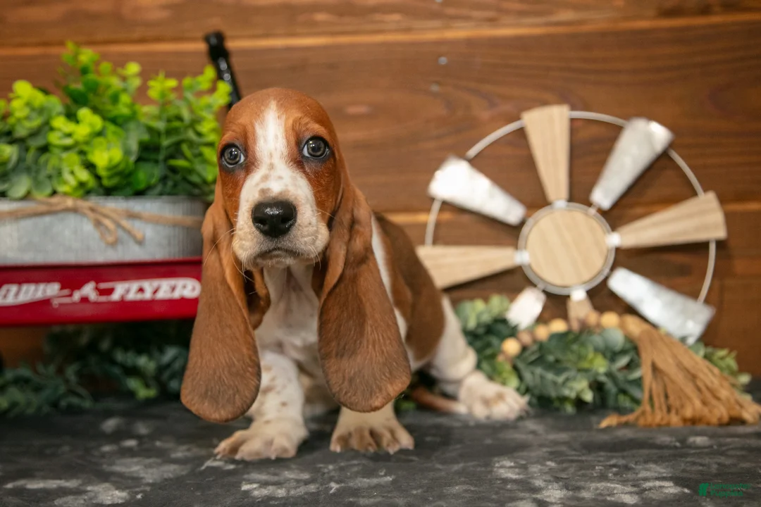 Basset Hound dogs for sale: Lily - Ad 2
