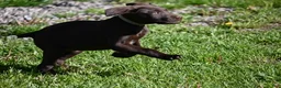 German Shorthaired Pointer dogs for sale: Buck - Ad 7