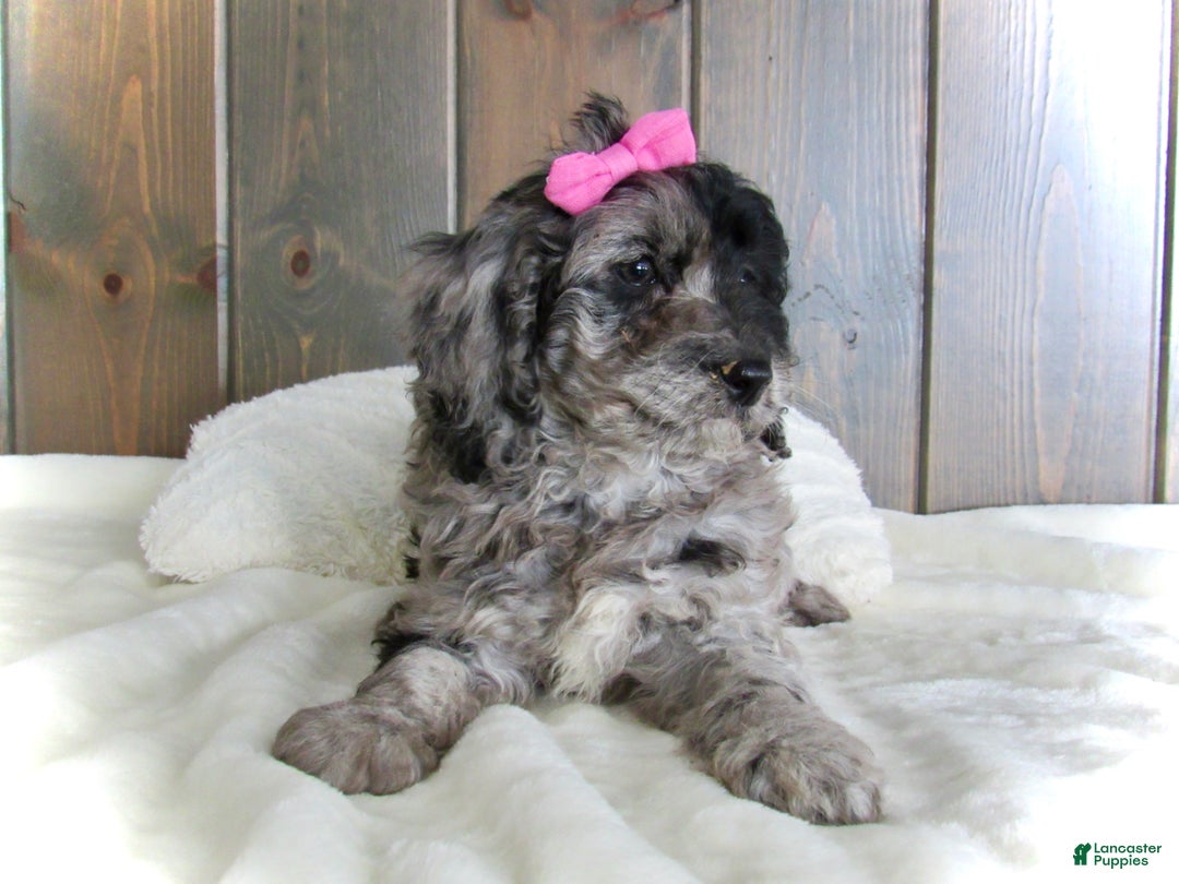 Mini Goldendoodle dogs for sale: Ellie - Ad 9