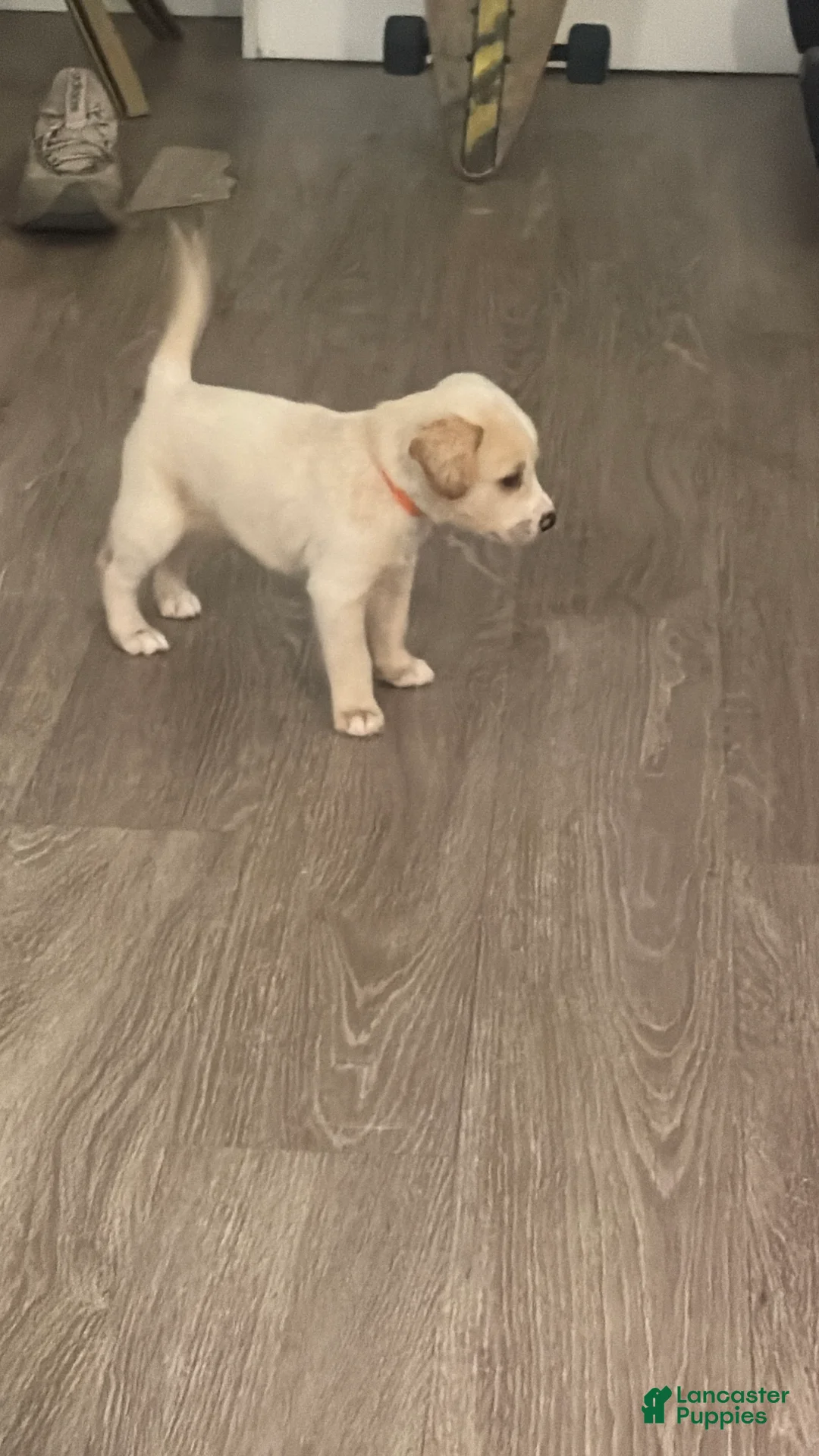 Mixed Breed dogs for sale: Dash - Ad 2