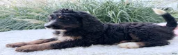 Bernedoodle dogs for sale: Chloe - Ad 5