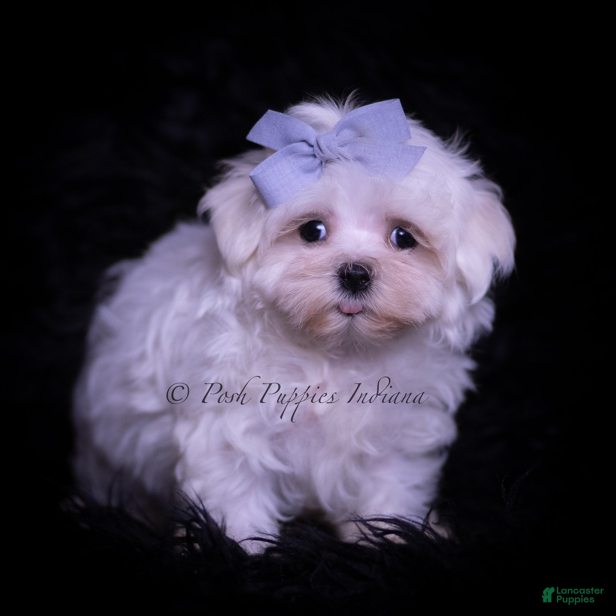 Maltese dogs Riley - Ad 1