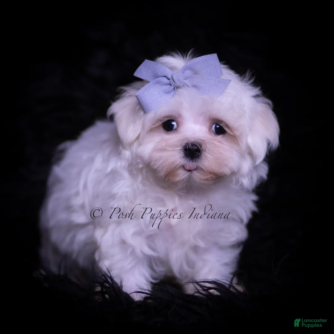 Maltese dogs for sale: Riley - Ad 1