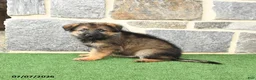 German Shepherd dogs for sale: Oscar - Ad 3