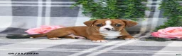 Mixed Breed dogs for sale: Gordon - Ad 4