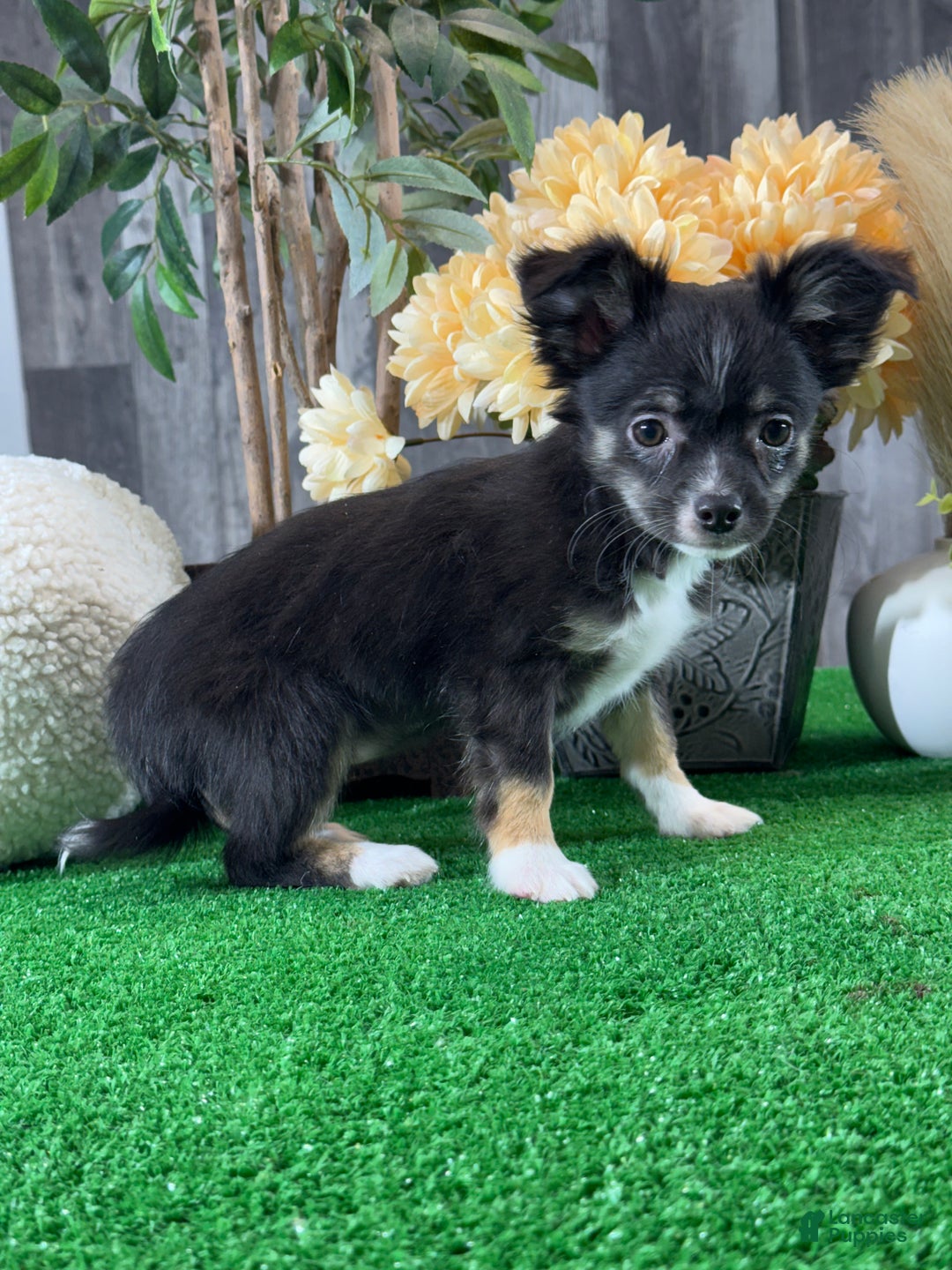 Chihuahua dogs for sale: Fifi - Ad 6