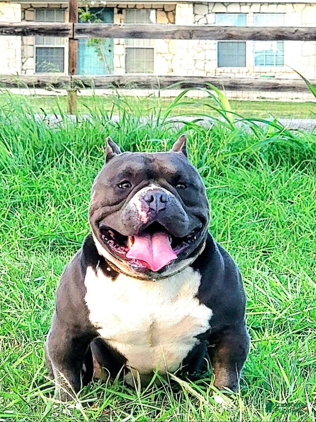 Stelo