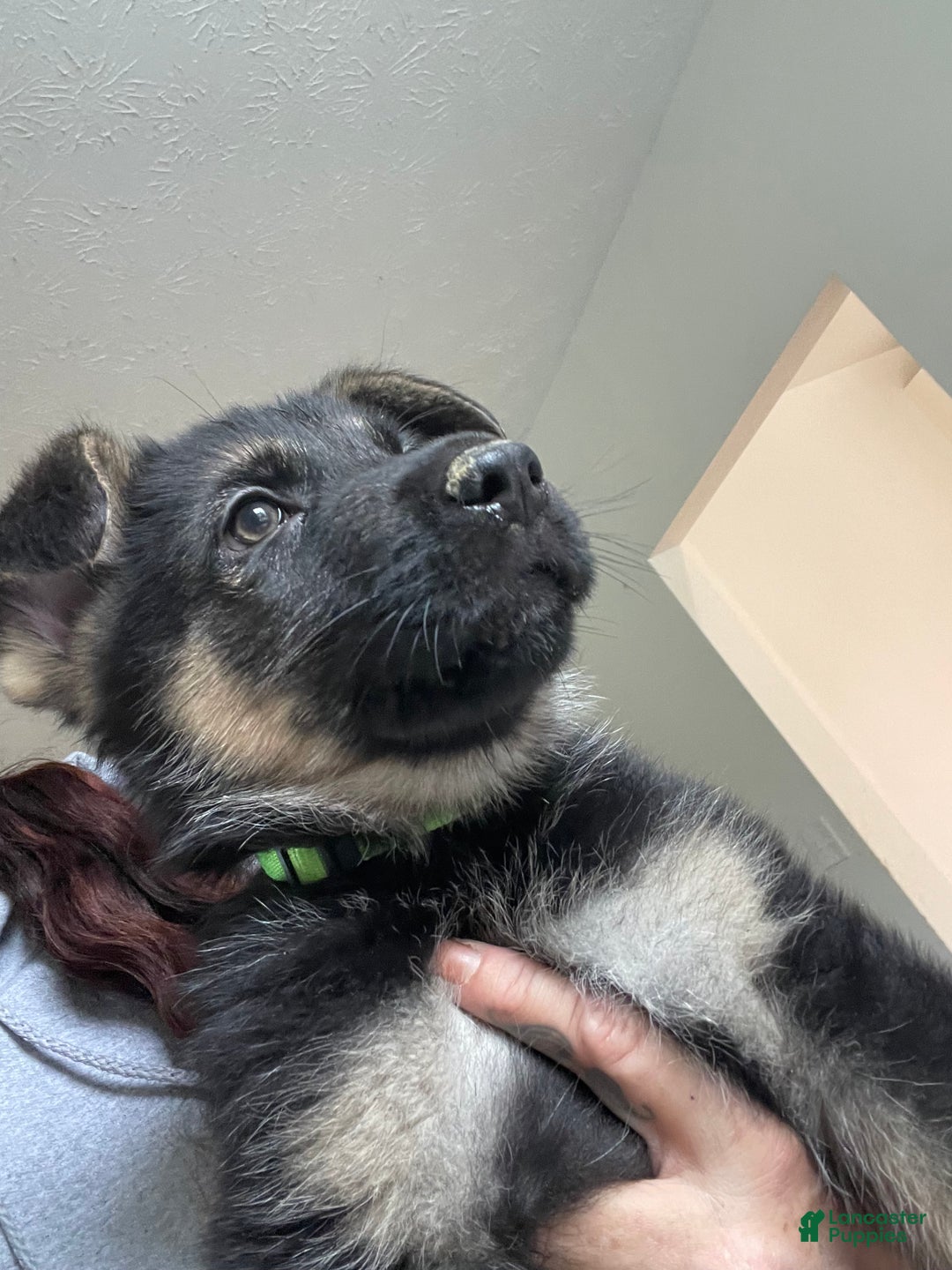 German Shepherd dogs for sale: Sugar/purple collar - Ad 9