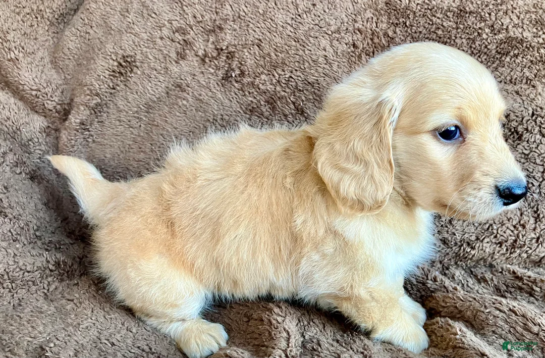 Miniature Dachshund dogs for sale: AKC Poindexter Poe of Libraryville Alley - Ad 2