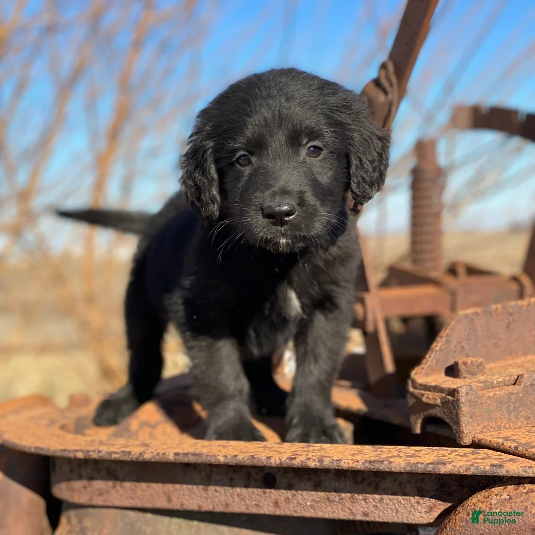 Mixed Breed dogs for sale: Smoky - Ad 2